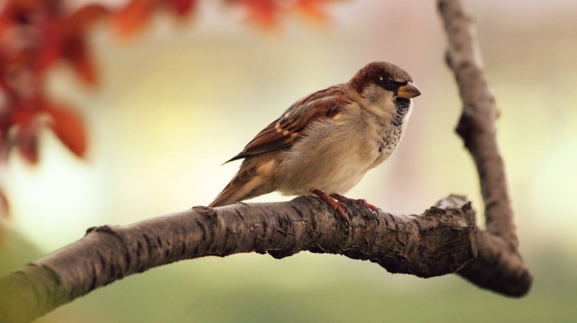 bird